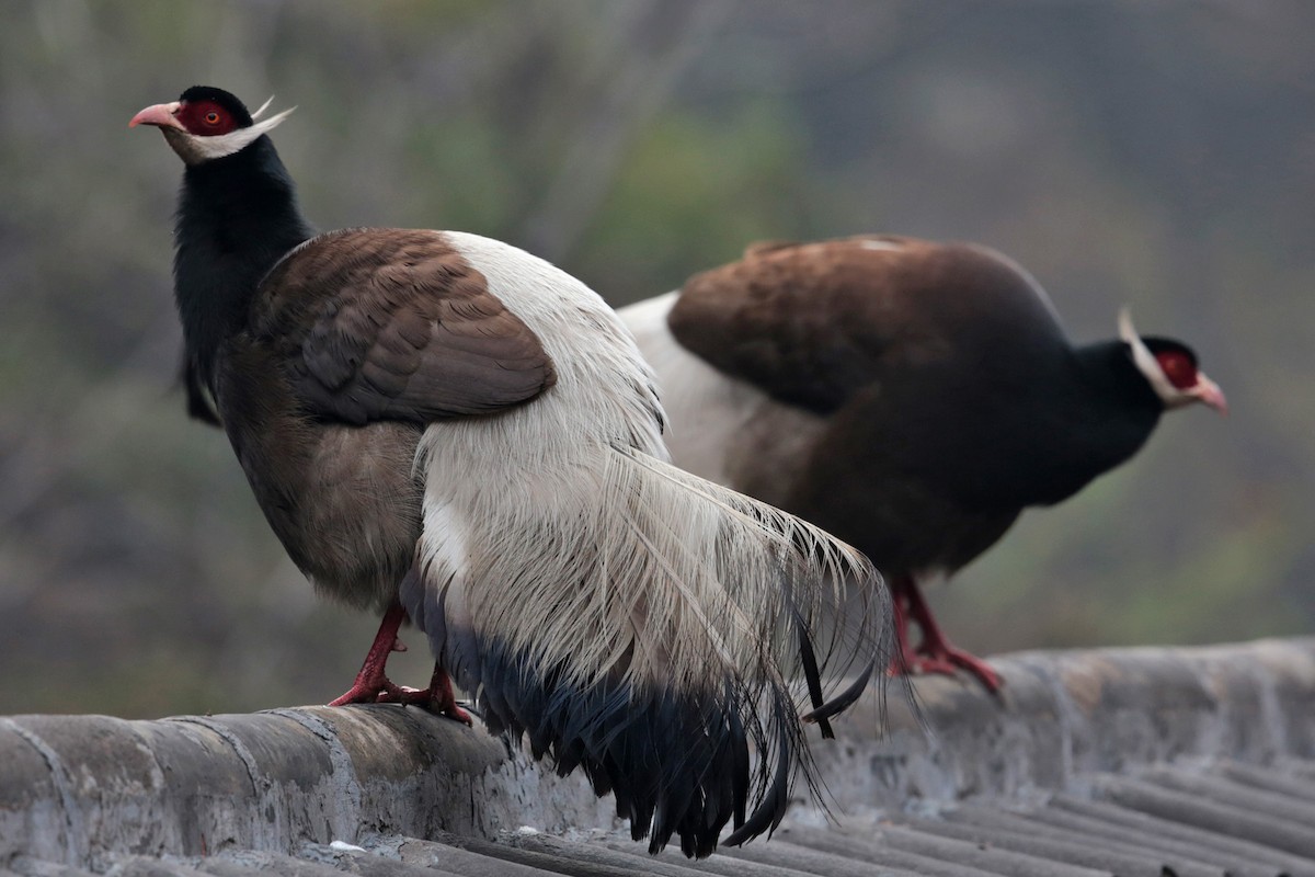 Brown Eared-Pheasant - ML96698091