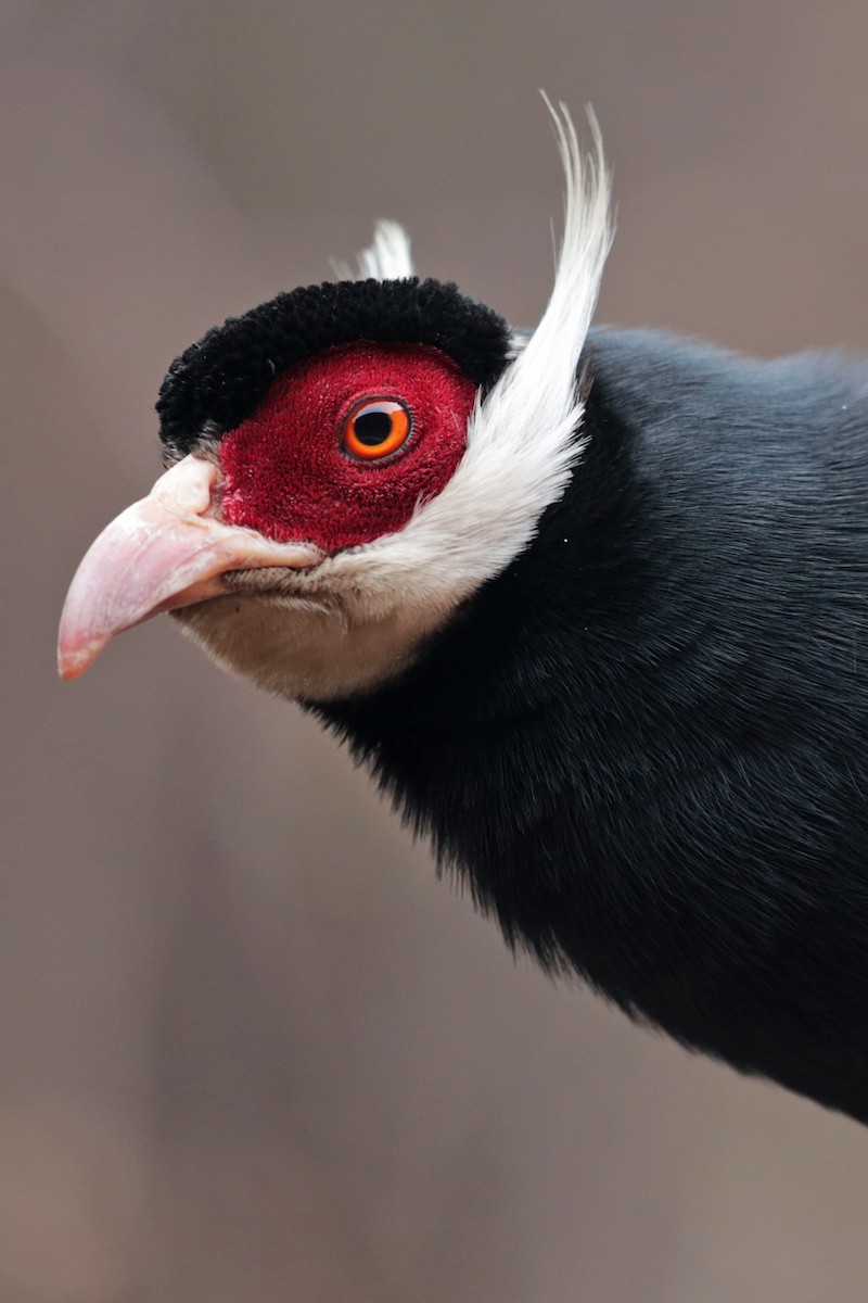 Brown Eared-Pheasant - Aaron Maizlish