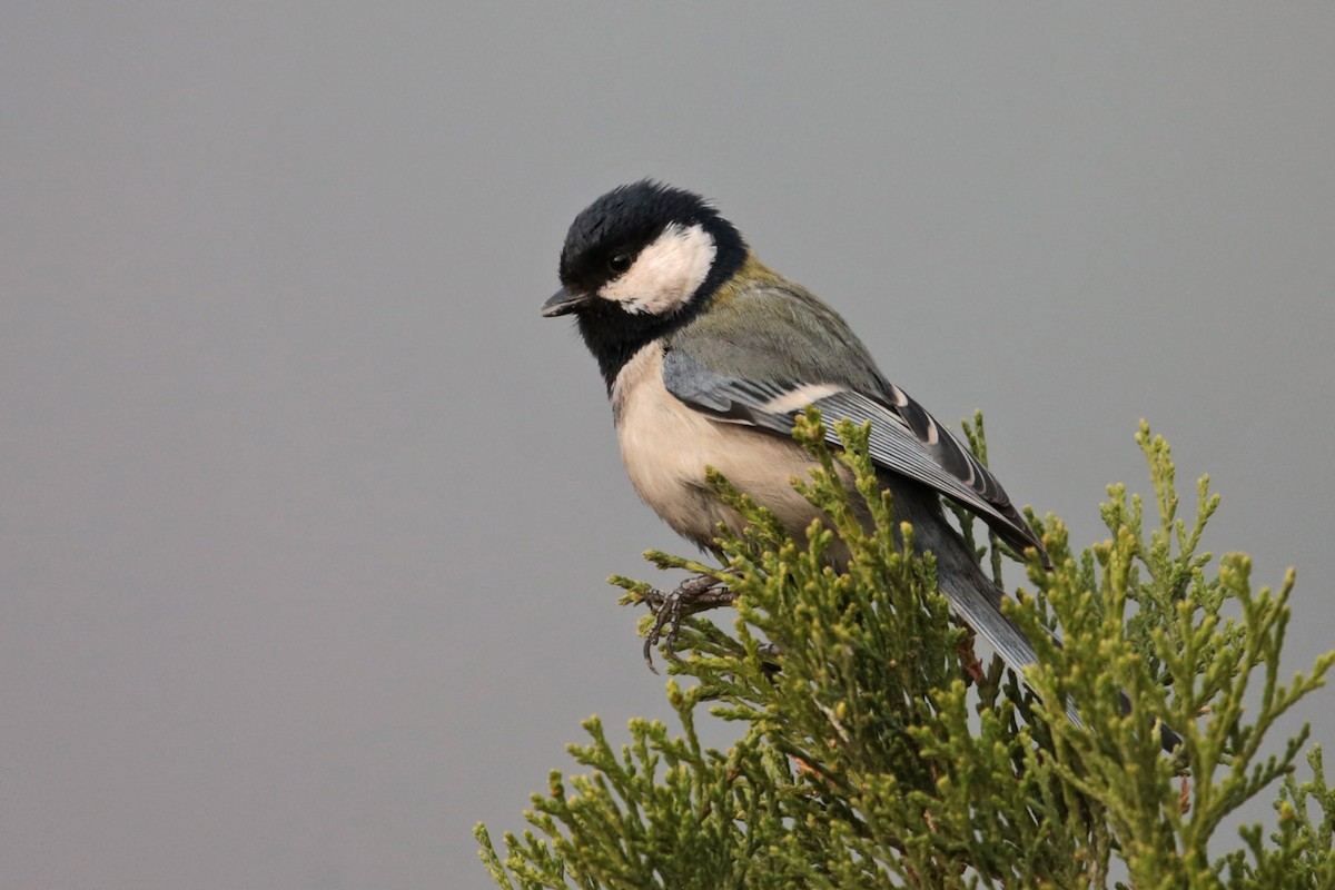 Mésange de Chine - ML96698131