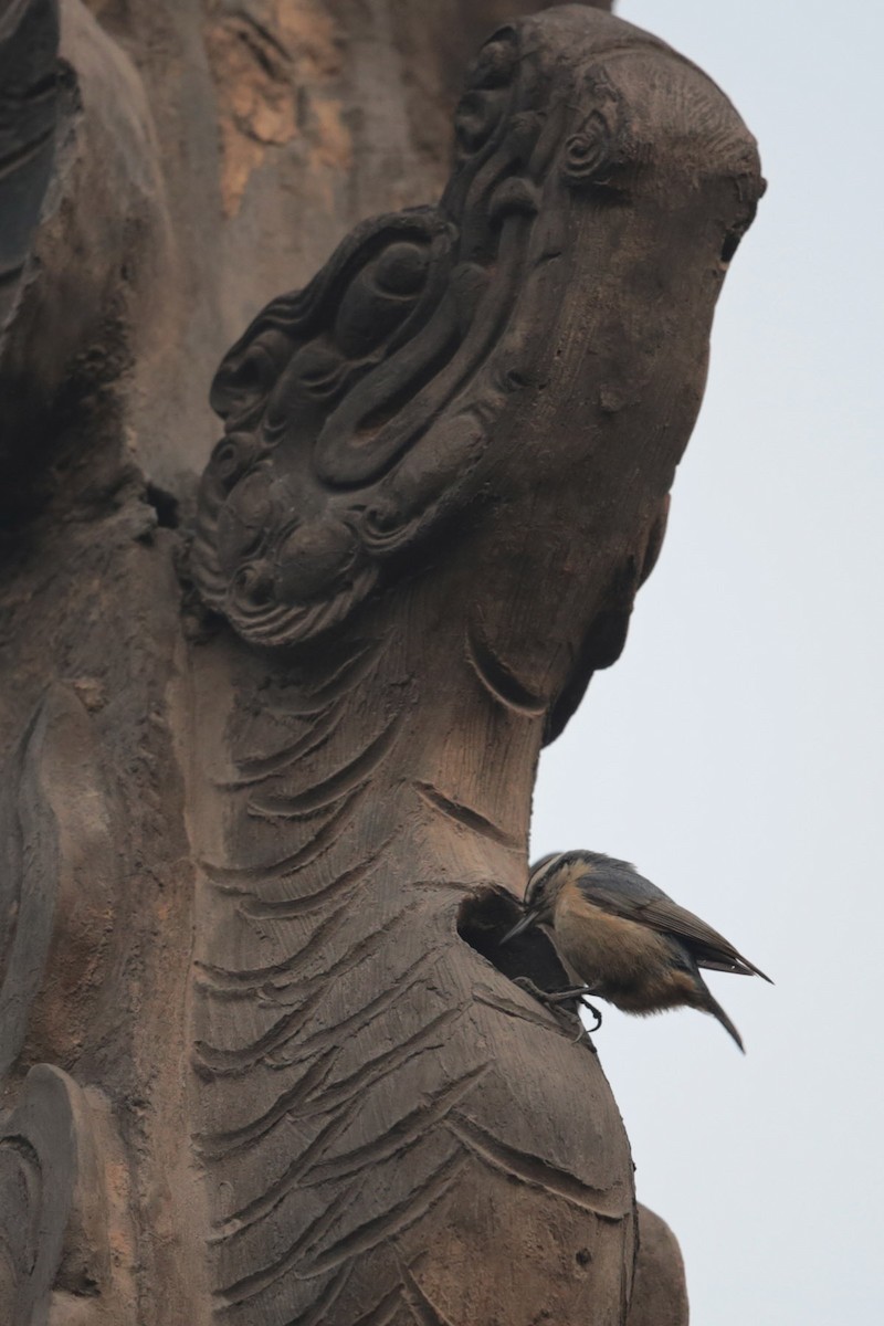 Snowy-browed Nuthatch - ML96698161