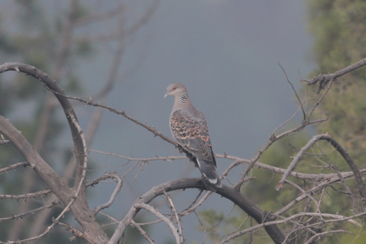 Oriental Turtle-Dove - ML96698311