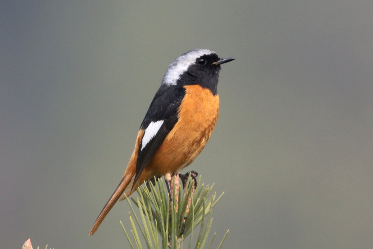 Daurian Redstart - ML96698381