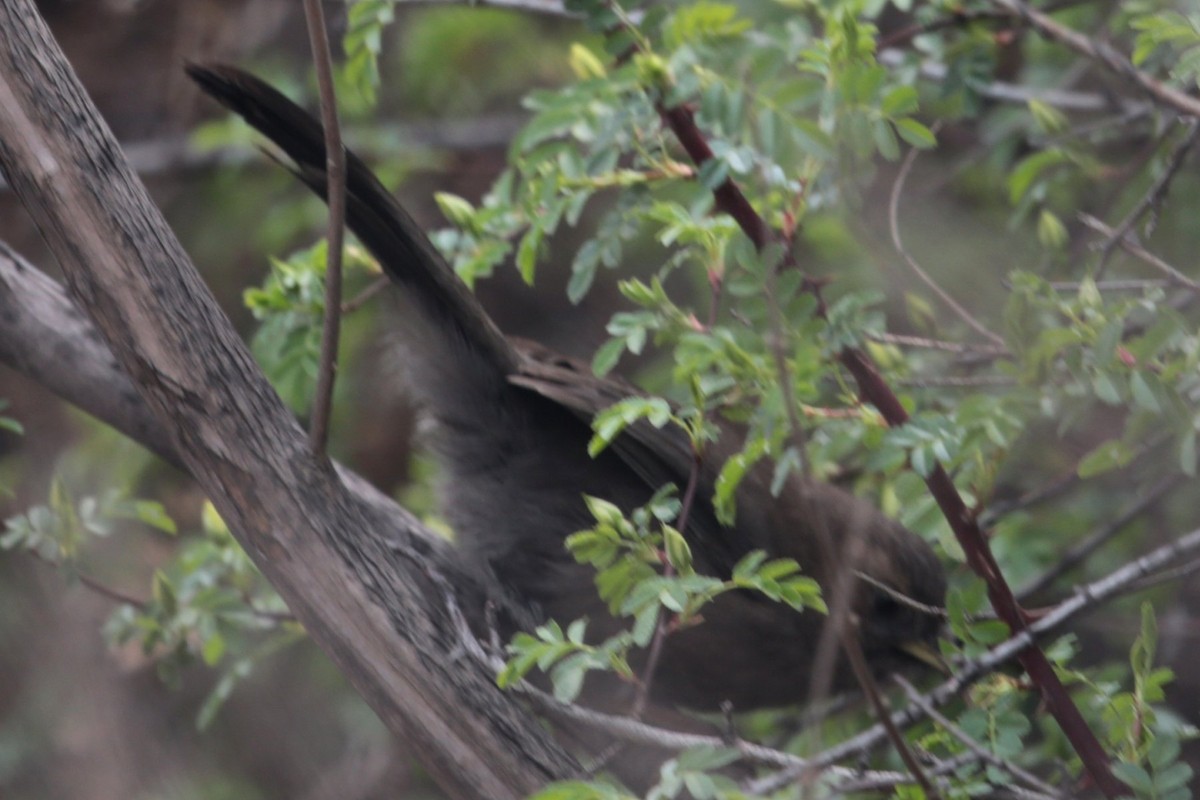 Pere David's Laughingthrush - ML96698431