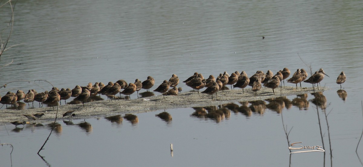 Long-billed Dowitcher - ML96699521