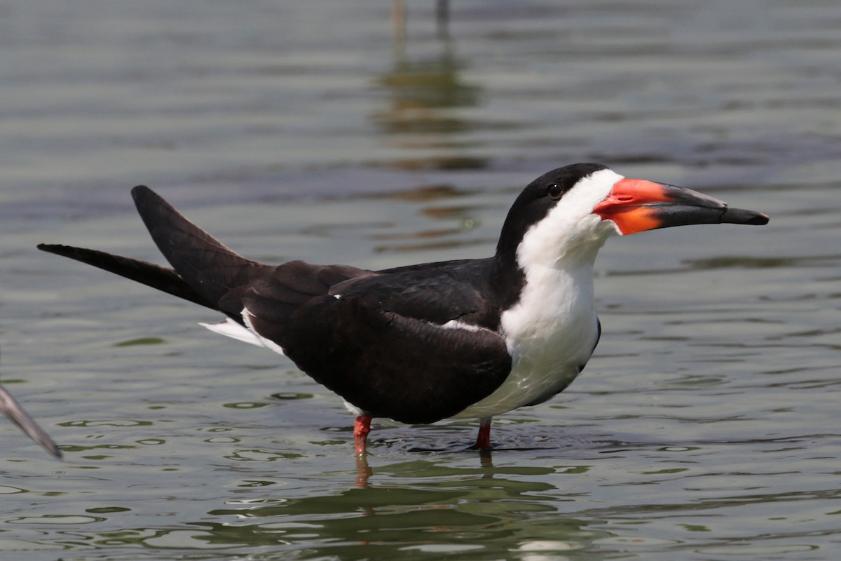 Black Skimmer - Aaron Maizlish