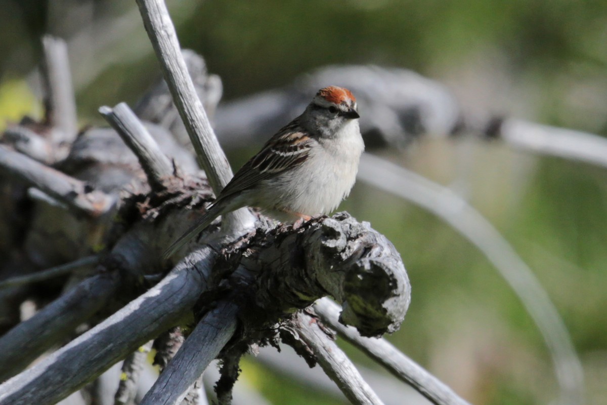 Chipping Sparrow - ML96700701