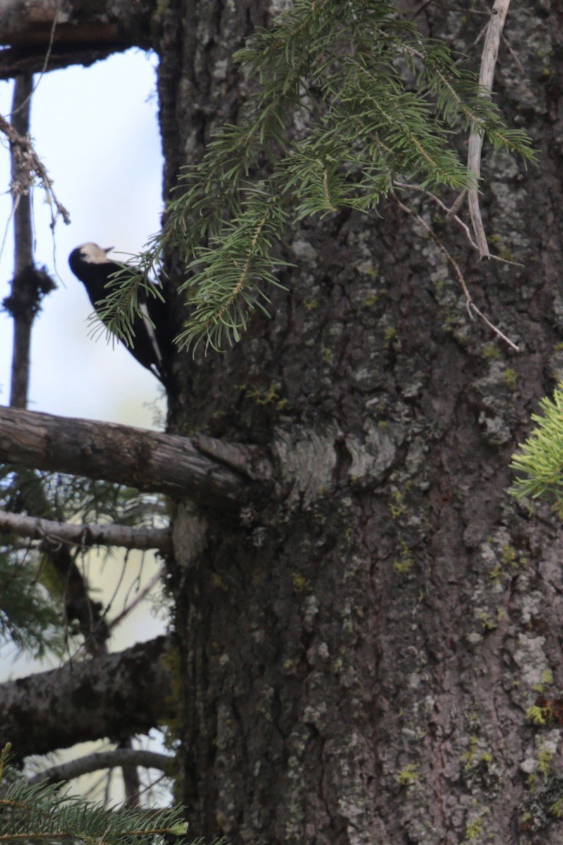White-headed Woodpecker - ML96700711