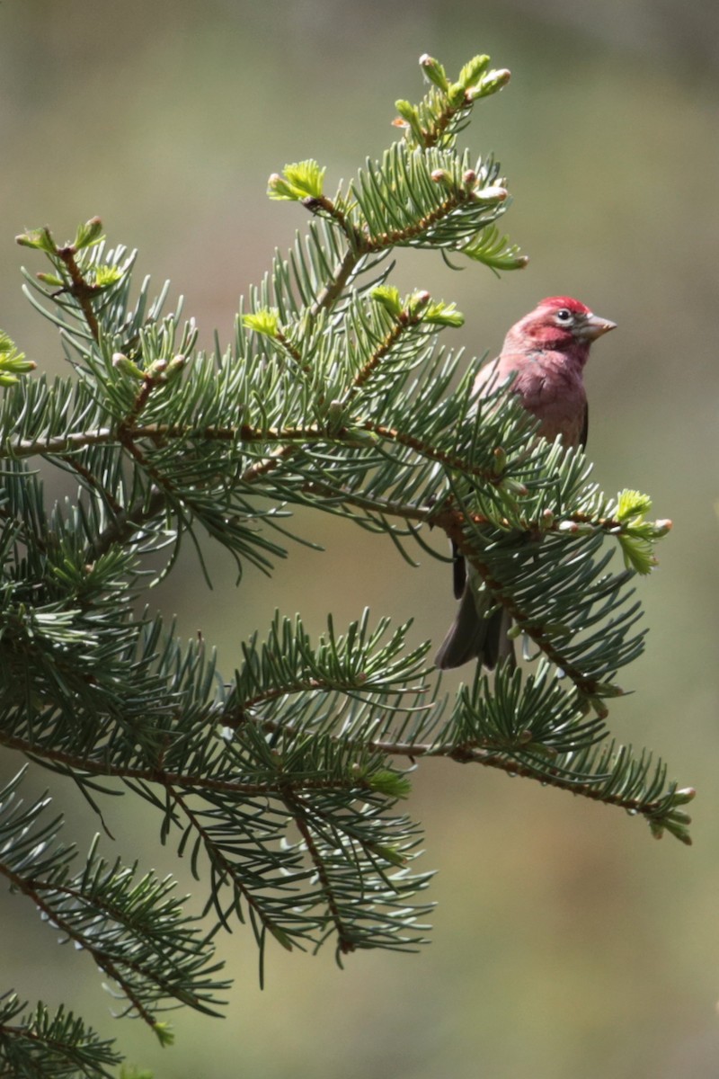 Cassin's Finch - ML96700751