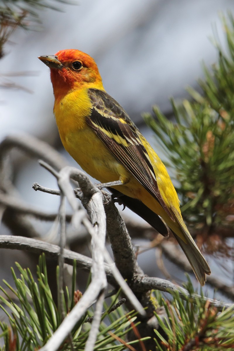 Western Tanager - ML96700761
