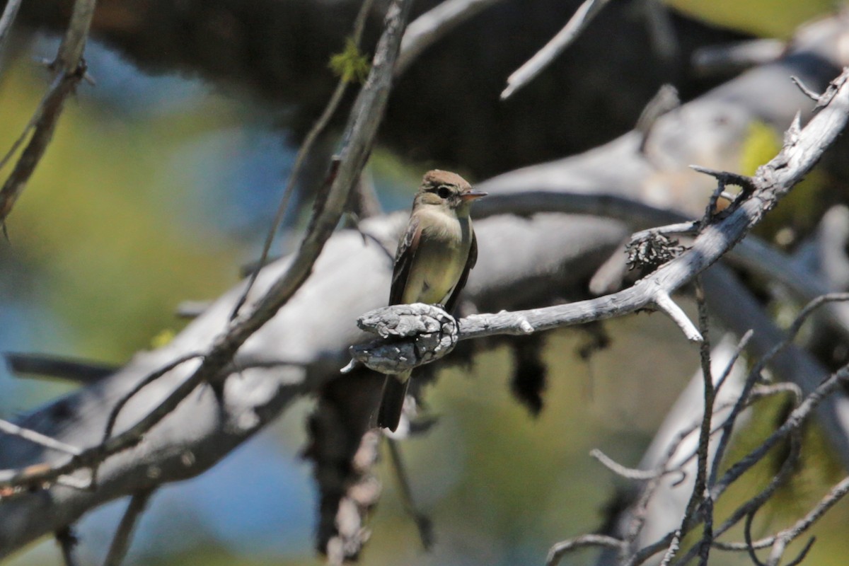 Western Wood-Pewee - ML96700781