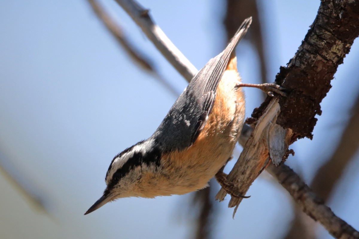 Red-breasted Nuthatch - ML96700861