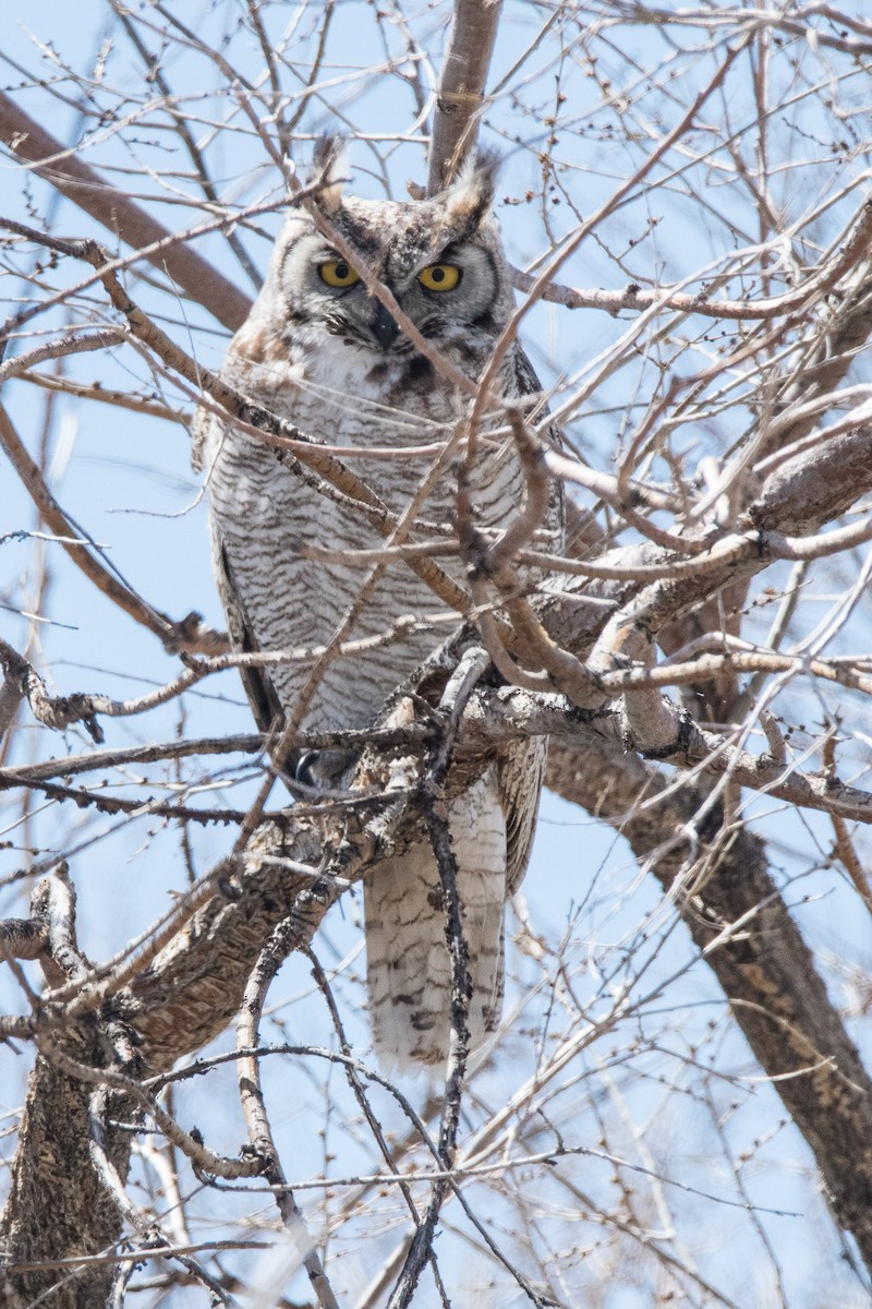Great Horned Owl - ML96701011