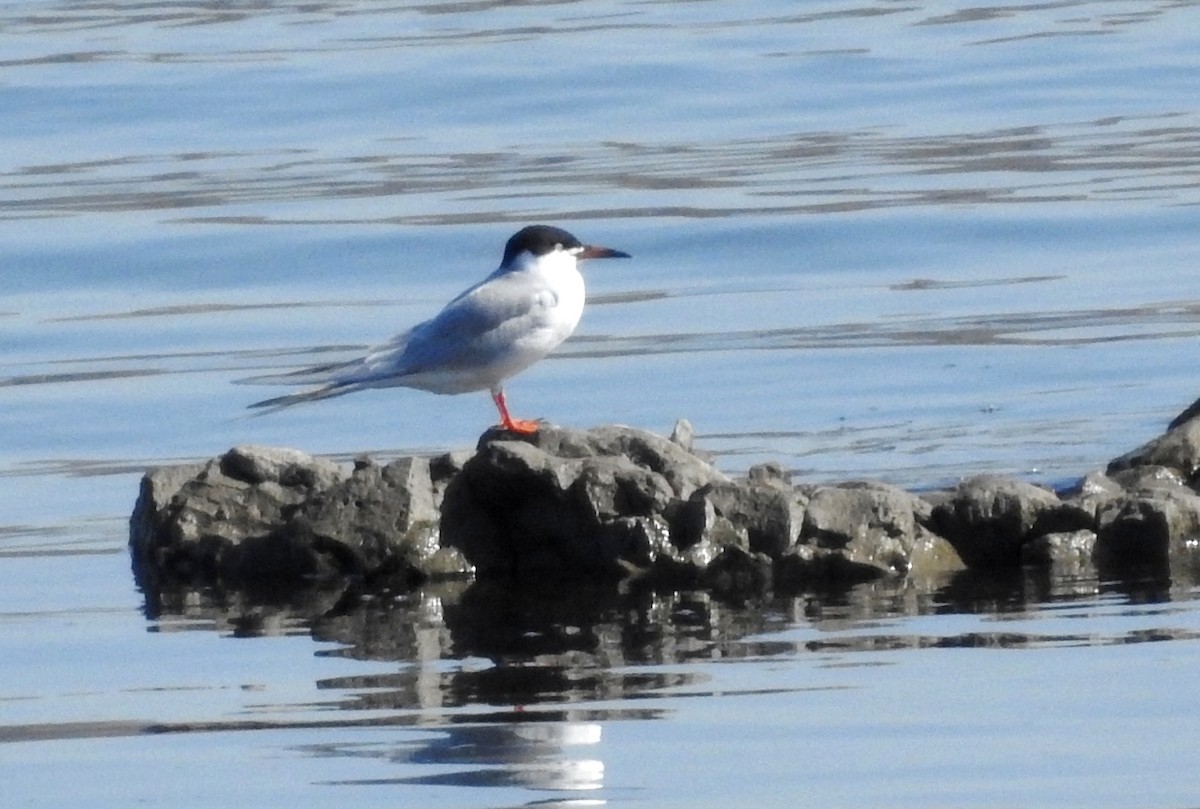 Forster's Tern - Mark  Ludwick