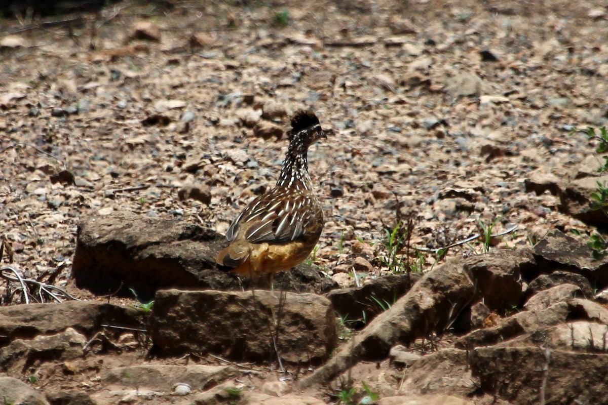 Crested Francolin - ML96704351