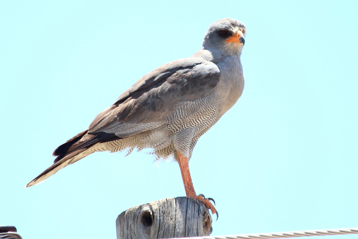 Dark Chanting-Goshawk - ML96704581