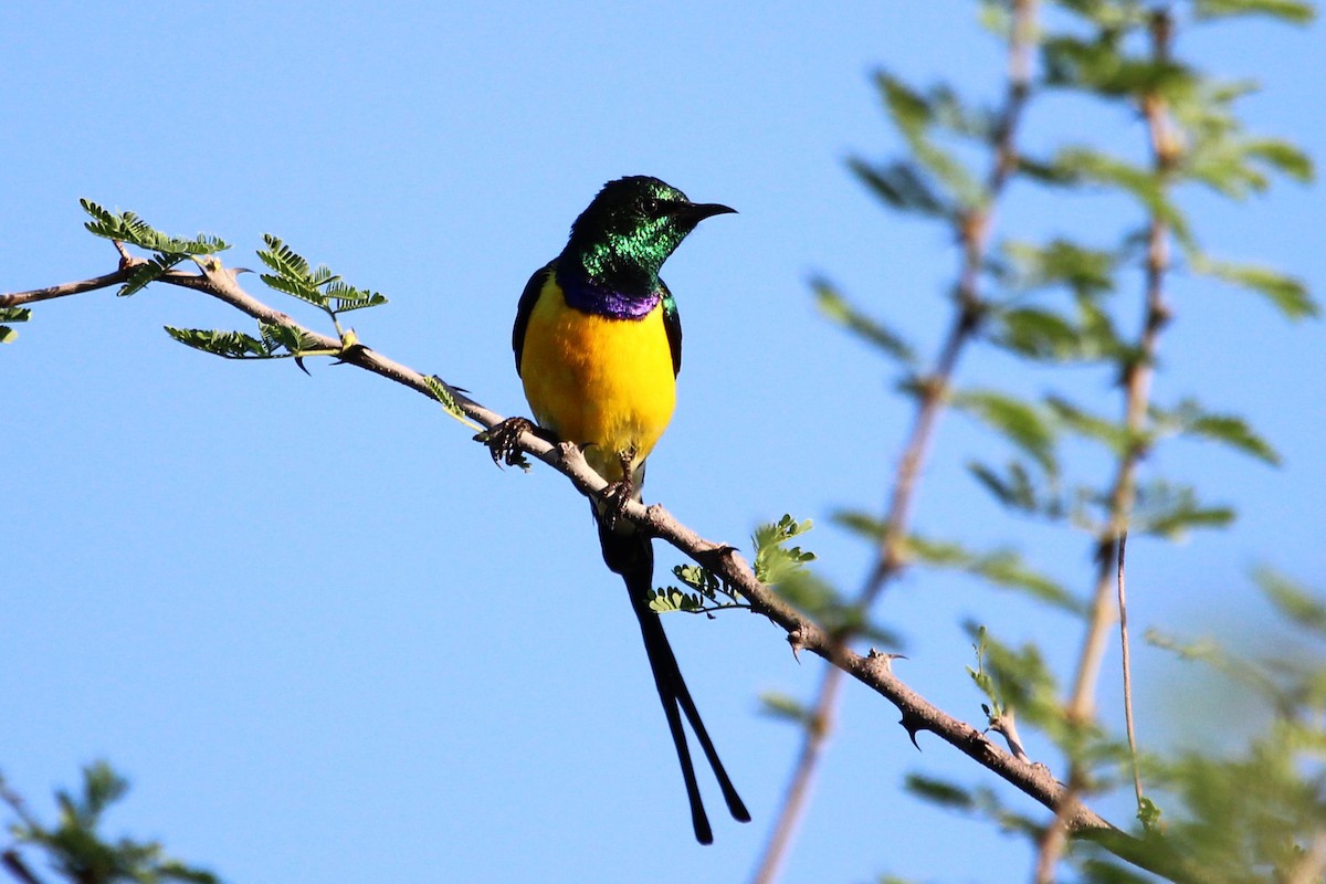 Nile Valley Sunbird - Justin Goldberg