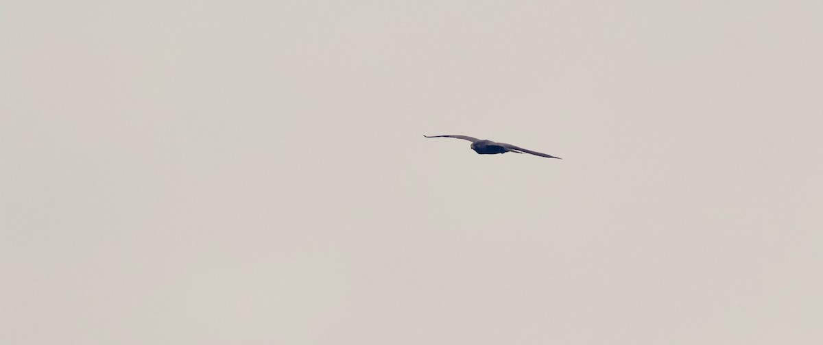 Black Falcon - ML96706381