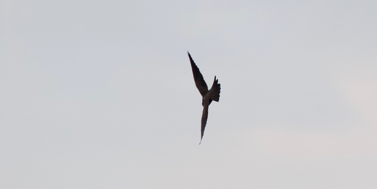 Black Falcon - ML96706541