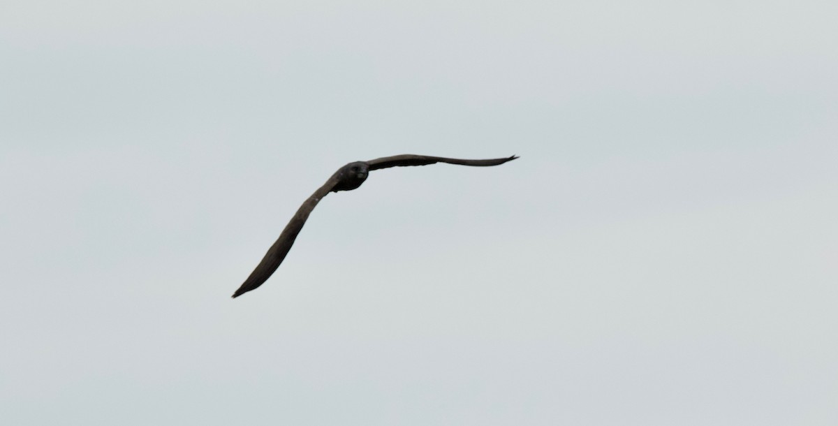 Black Falcon - ML96706561