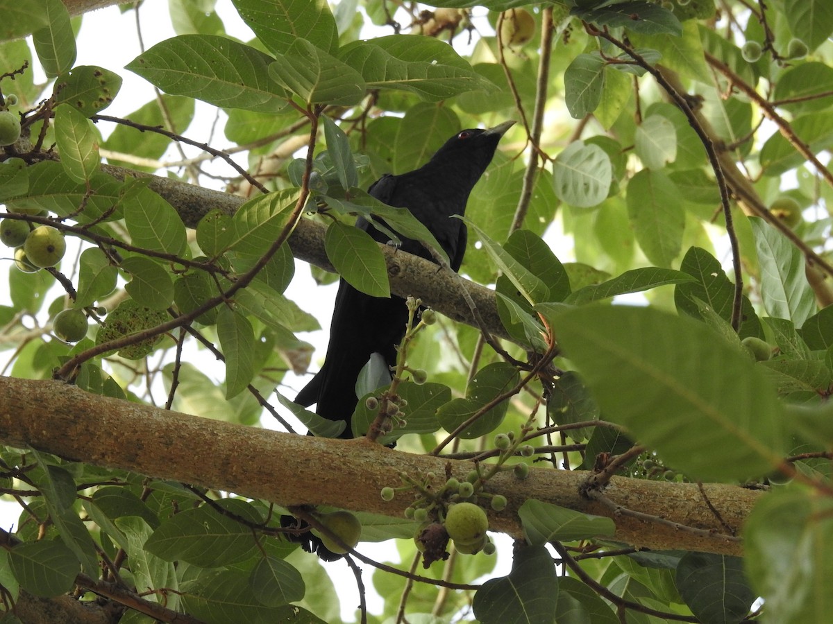 Asian Koel - ML96710021