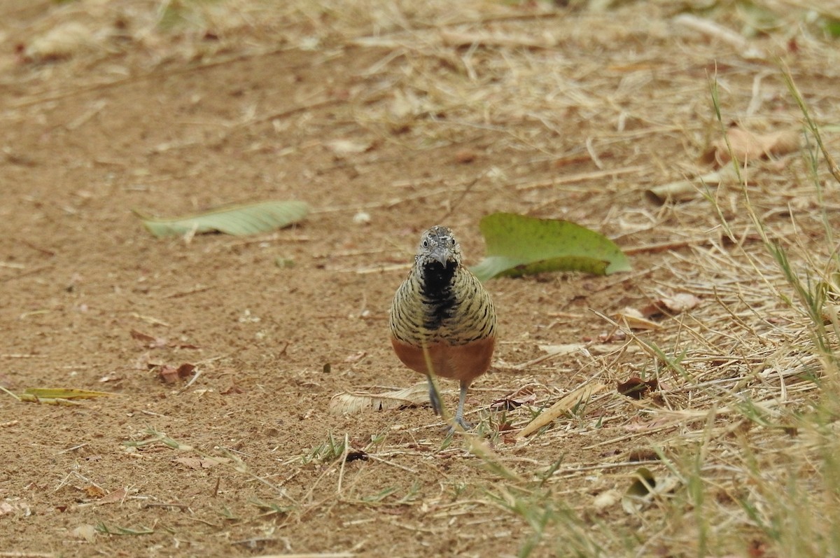 Barred Buttonquail - ML96710201