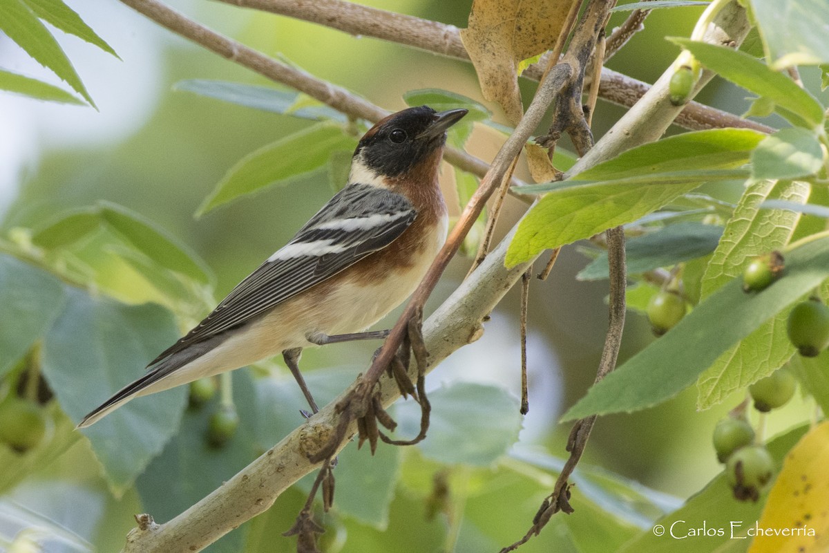 Bay-breasted Warbler - Carlos Echeverría