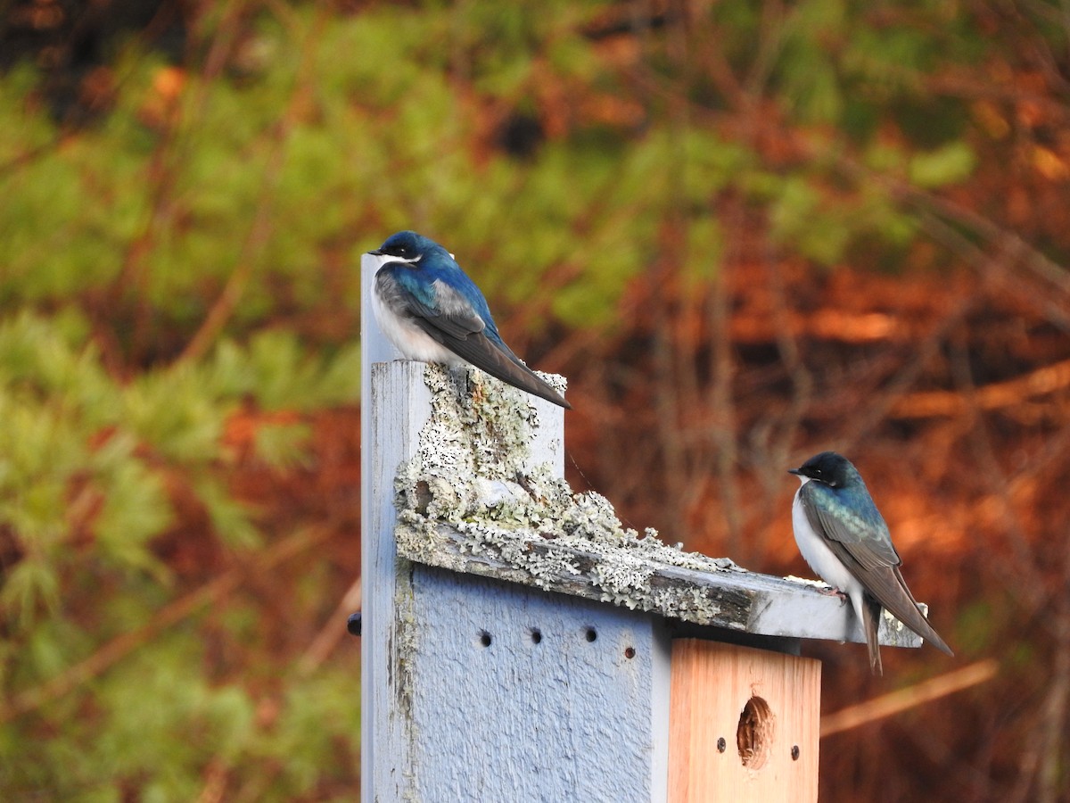 Tree Swallow - Jeff Cherry