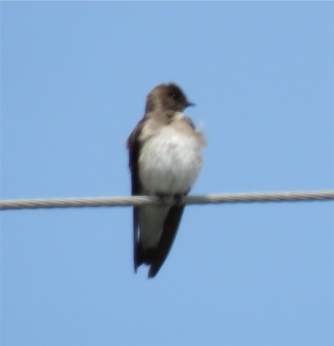 Northern Rough-winged Swallow - ML96712001