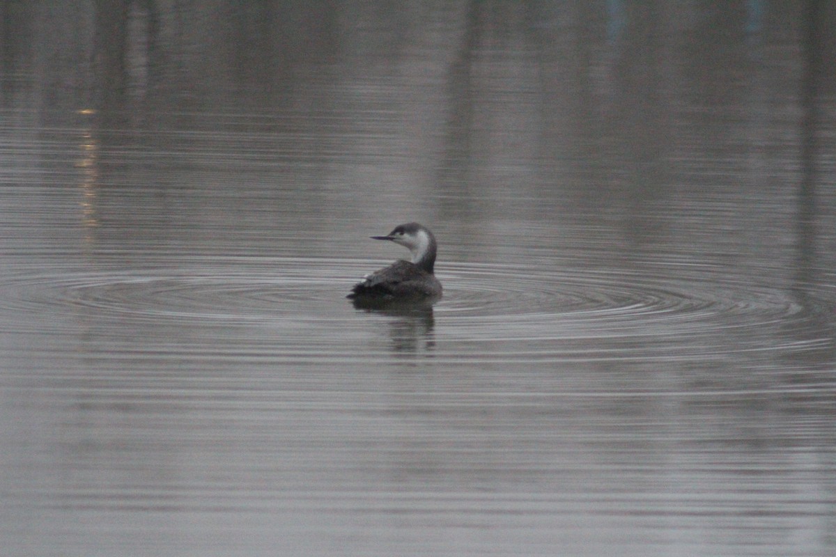 Red-throated Loon - ML96713571