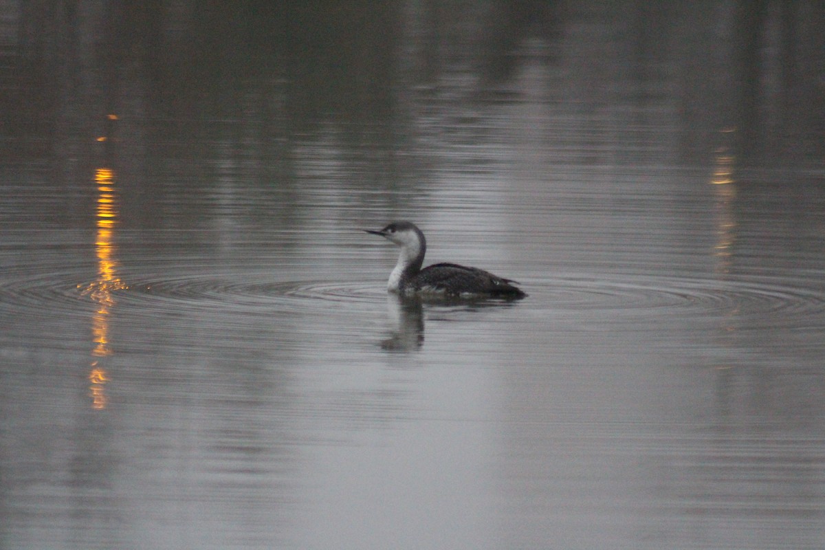 Red-throated Loon - ML96713581
