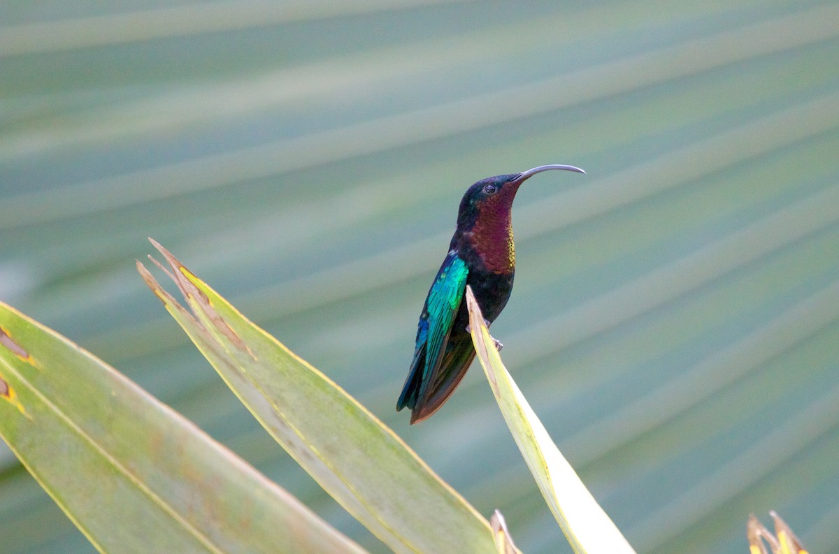Purple-throated Carib - Louis and Christine Warren