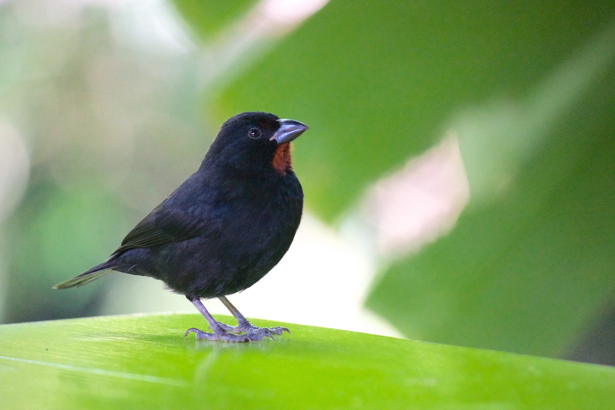 Lesser Antillean Bullfinch - ML96714331