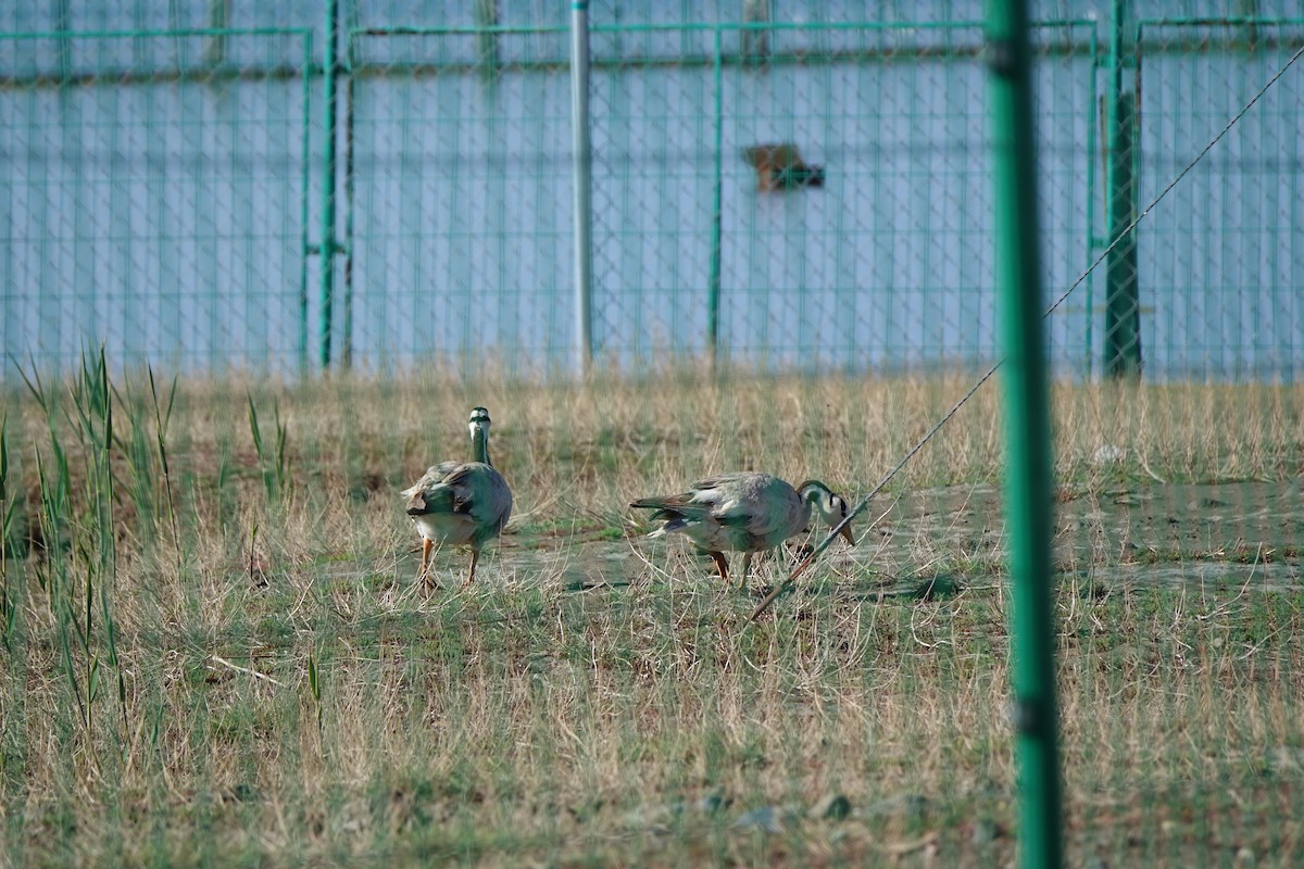 Bar-headed Goose - ML96715171