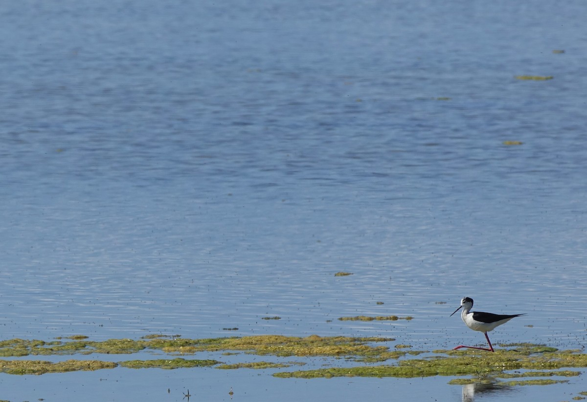 Black-winged Stilt - ML96715251