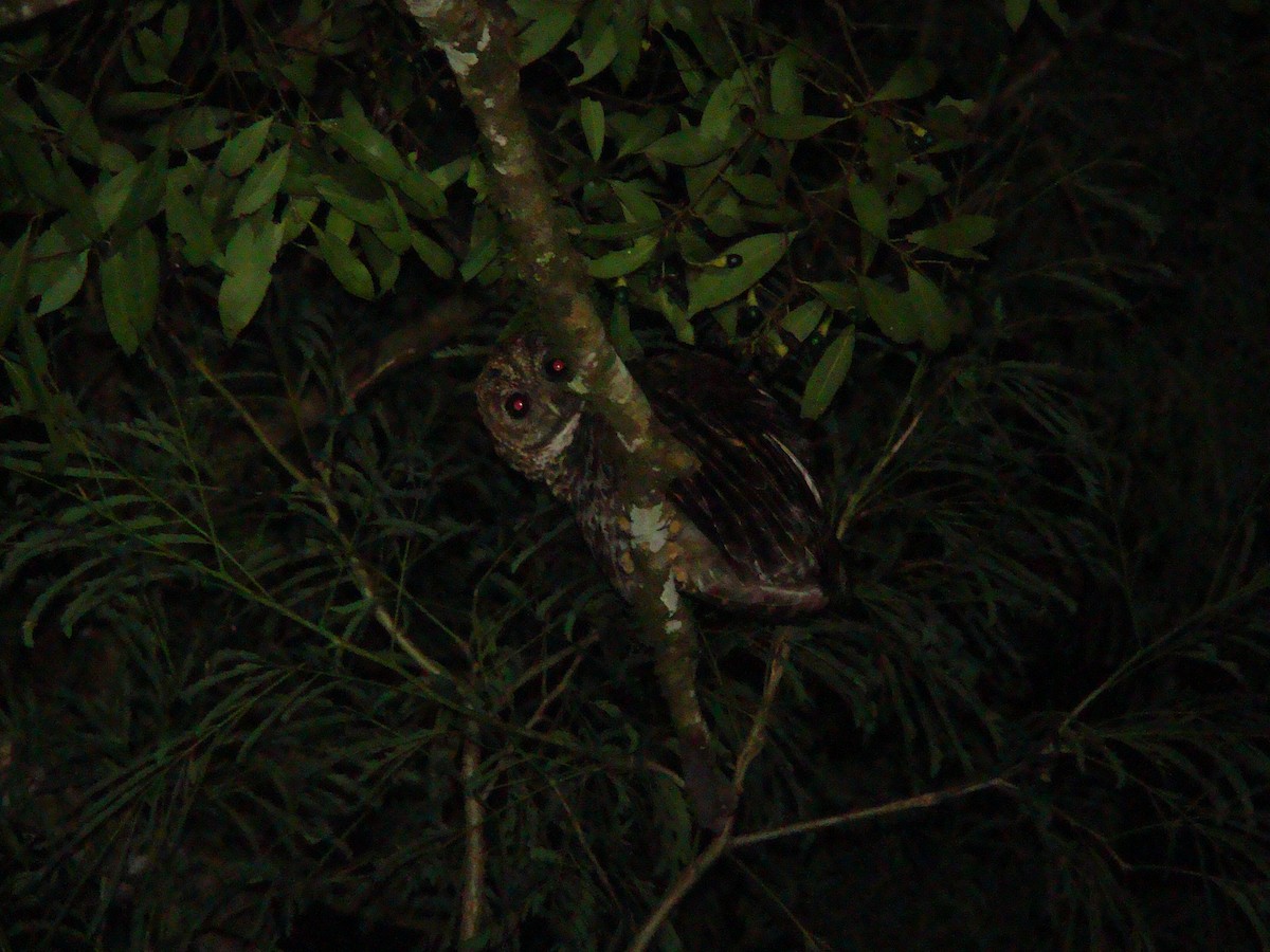 Rusty-barred Owl - ML96715591