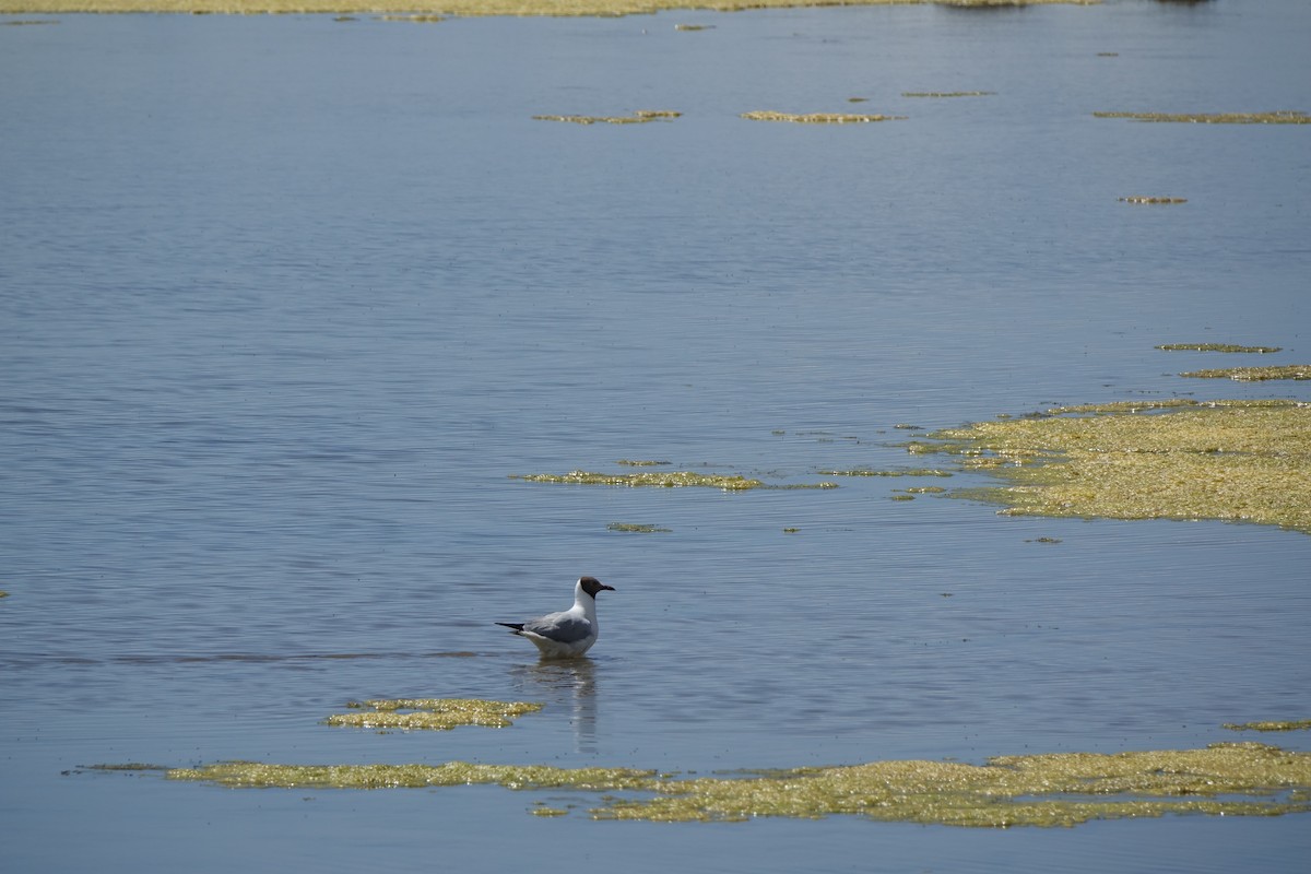 Brown-headed Gull - Zongzhuang Liu