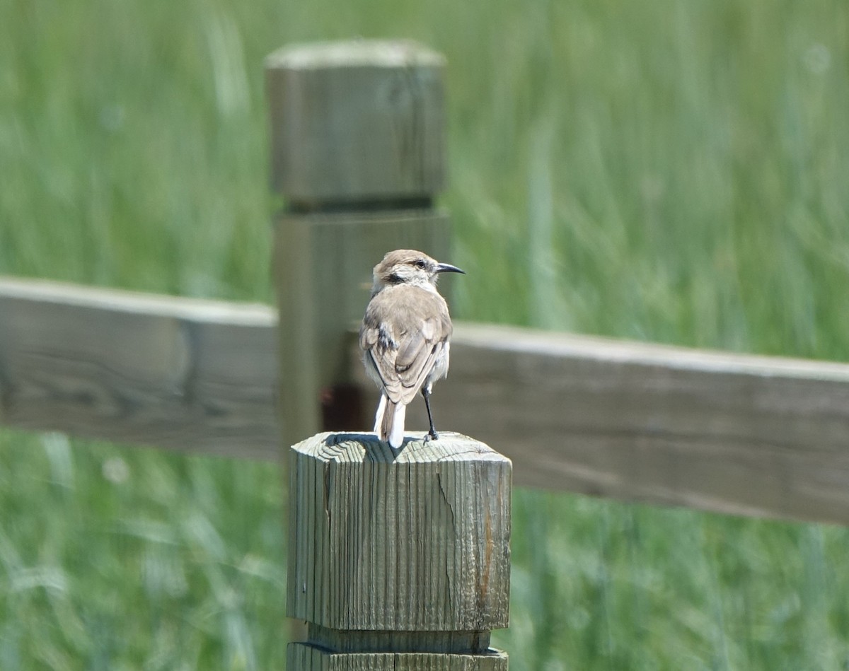 Ground Tit - ML96715641