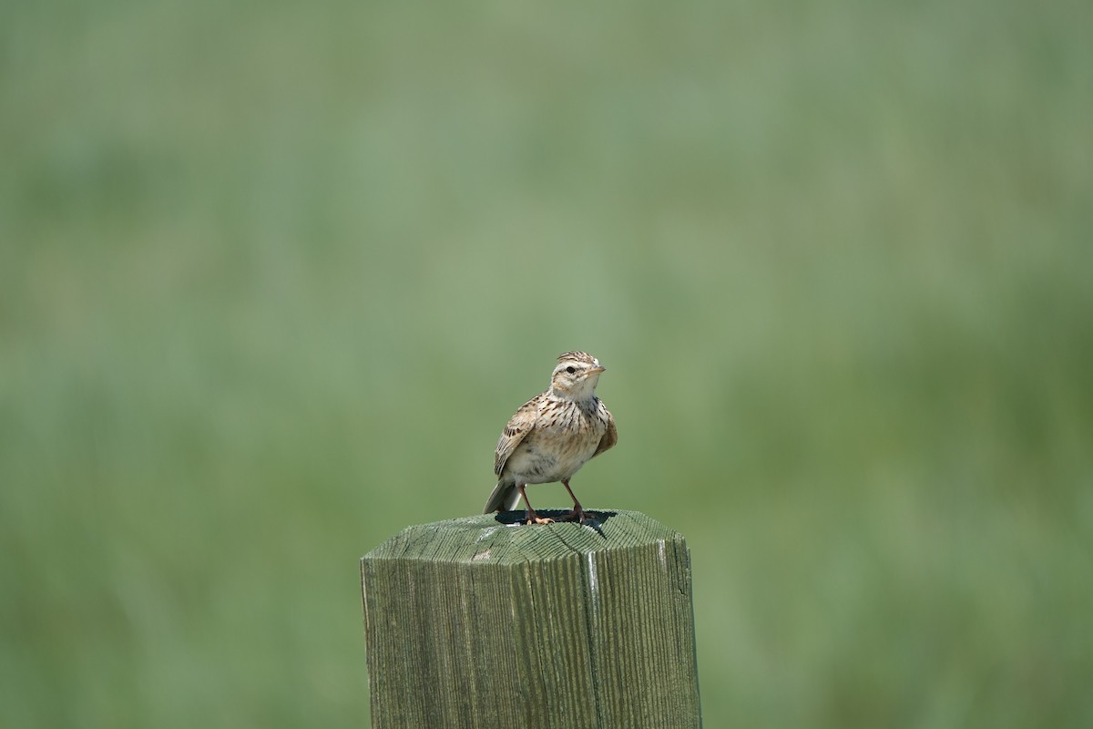 Oriental Skylark - ML96715661