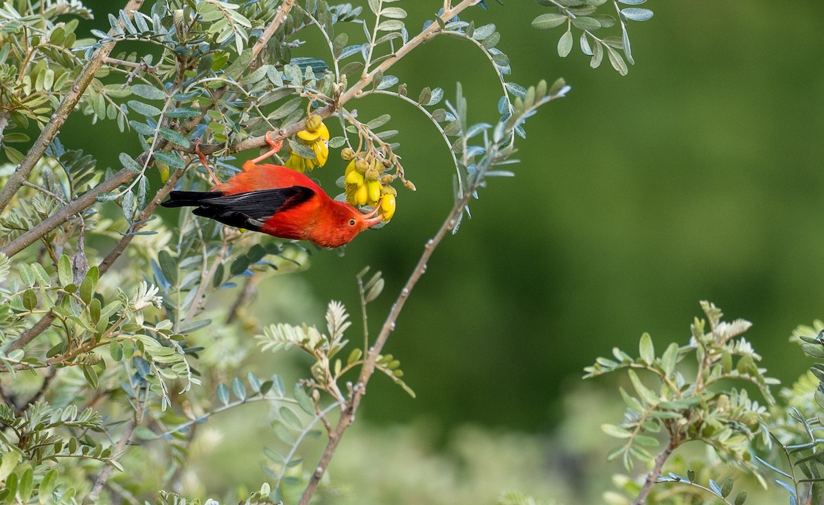 Iiwi - Forest Botial-Jarvis