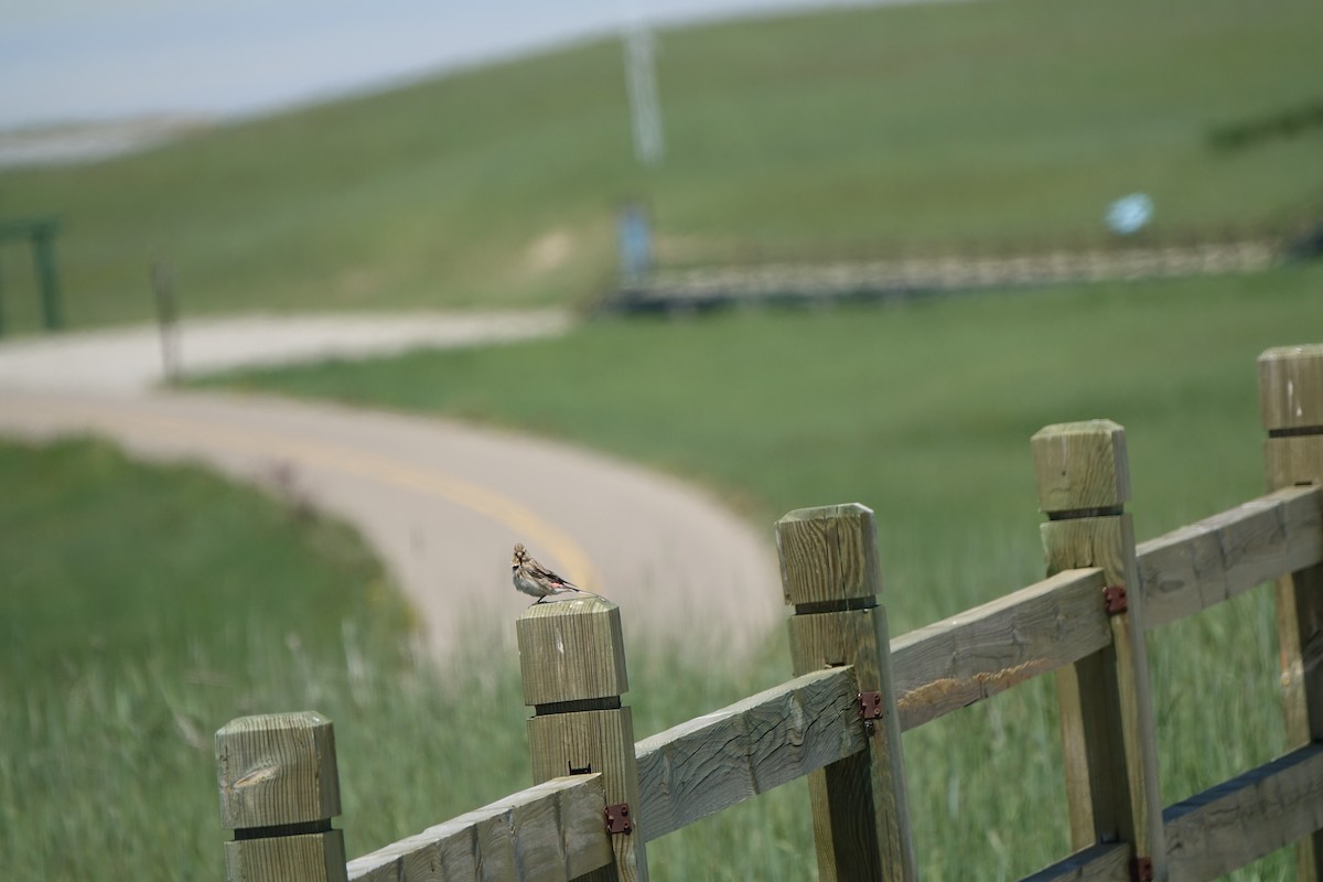 Twite - ML96715801