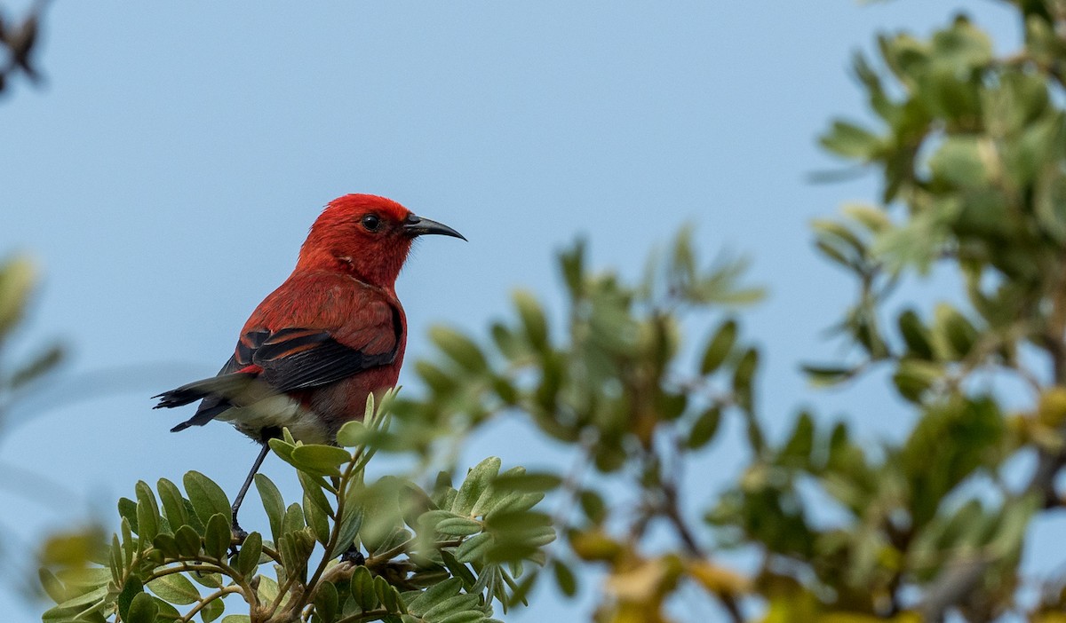 Apapanekleidervogel - ML96715941