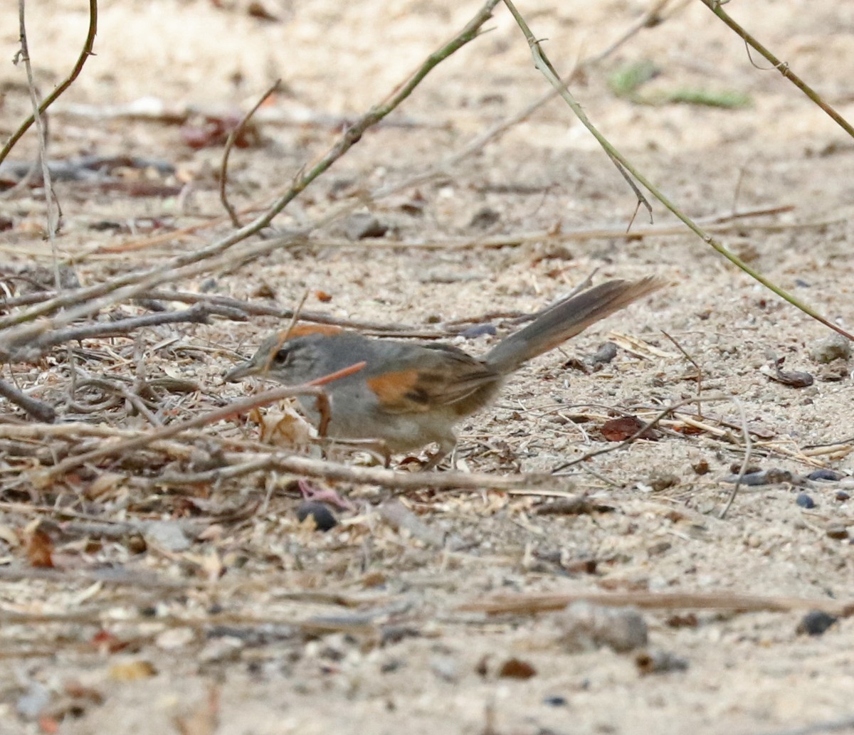 Pale-breasted Spinetail - ML96719411