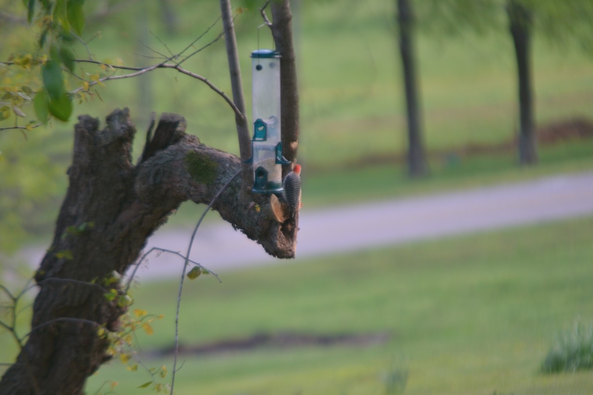 Red-bellied Woodpecker - ML96719481