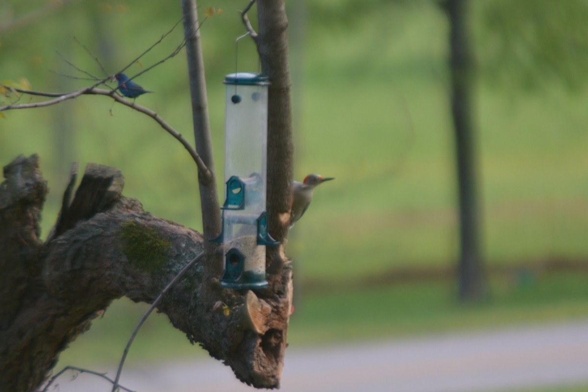 Red-bellied Woodpecker - ML96719491