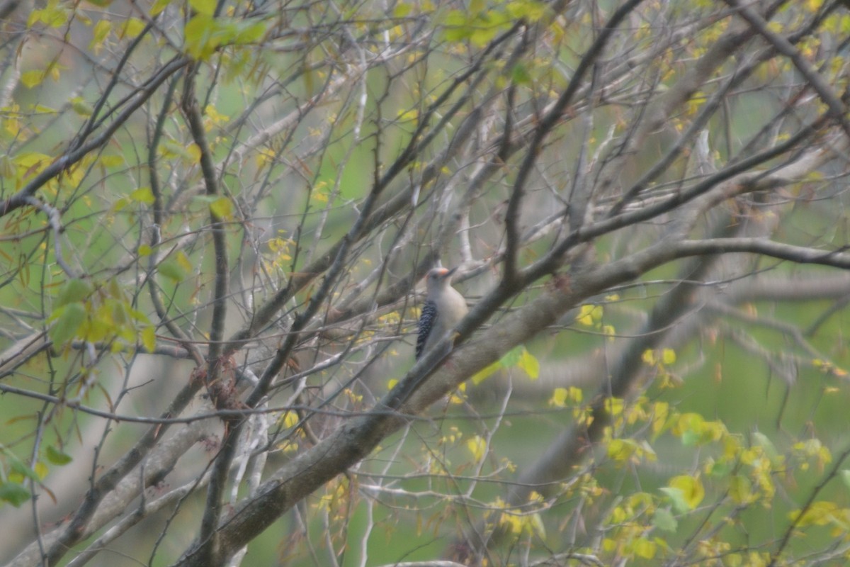 Red-bellied Woodpecker - ML96719501