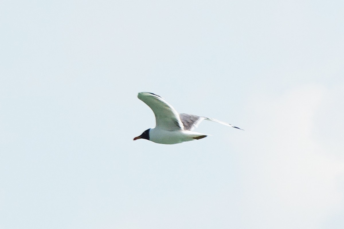 Pallas's Gull - Zongzhuang Liu