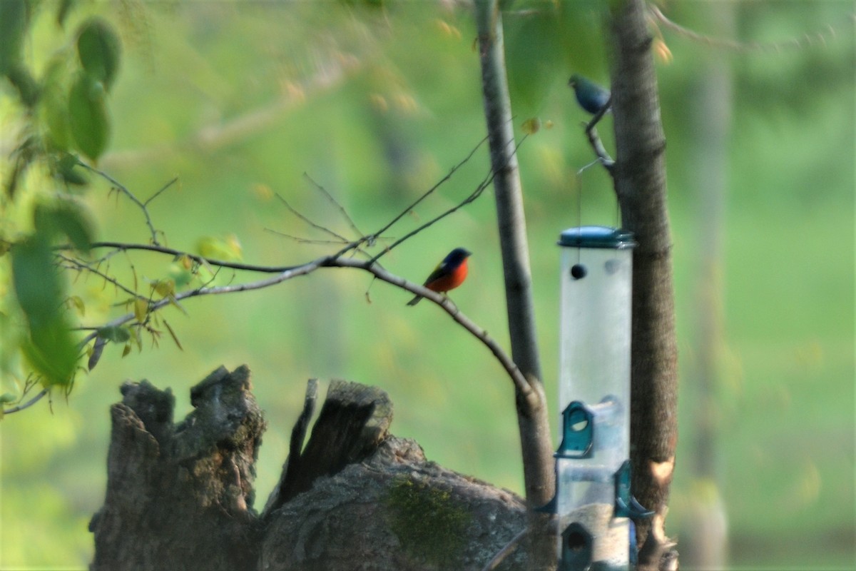 Painted Bunting - Patrick Millard