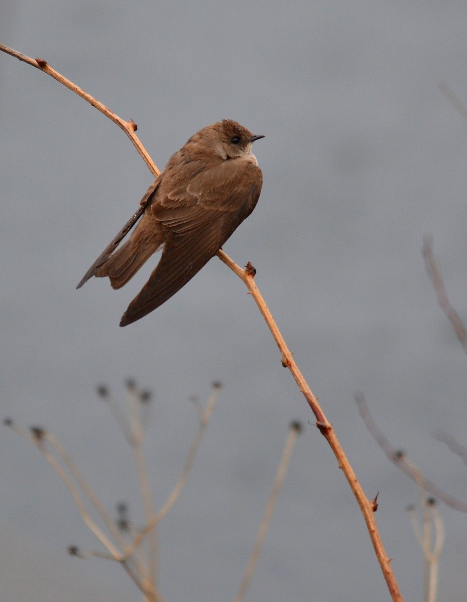 Northern Rough-winged Swallow - ML96719801