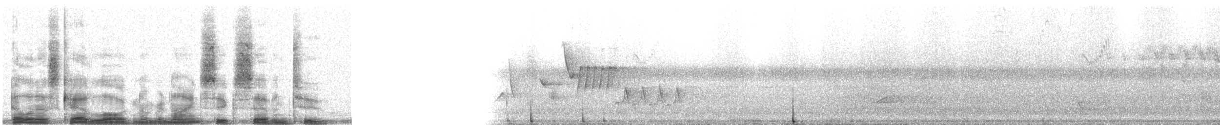 Troglodyte familier (groupe musculus) - ML9672