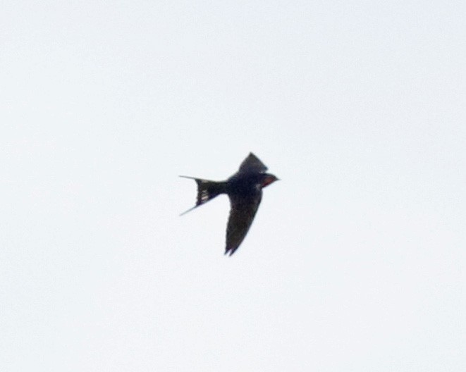 Barn Swallow - John Bruin